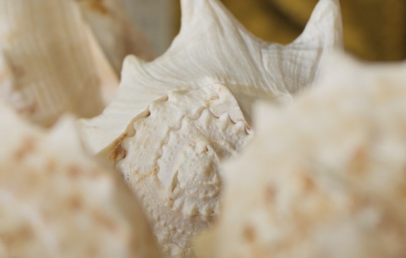 A conch shell close-up. This instrument belongs to The Evelyn Glennie Collection.